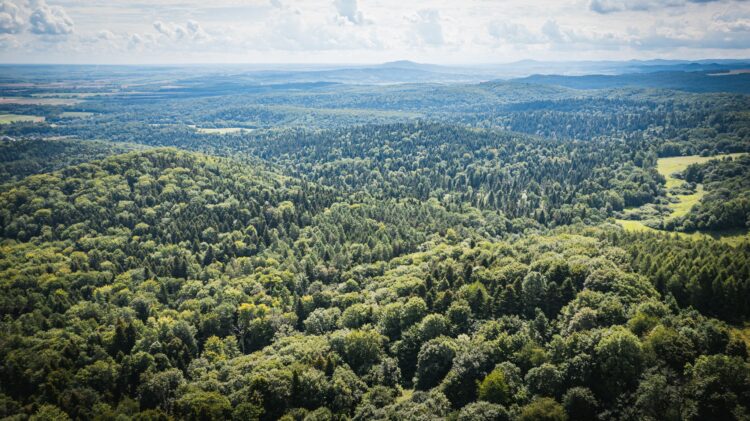 Na Podkarpaciu powstanie pięć nowych rezerwatów przyrody