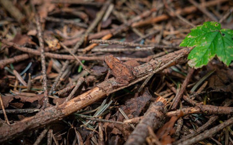 W Bieszczadach jesiennie i mokro