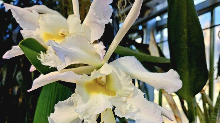 W łańcuckiej Storczykarni zakwitły wyjątkowe Cattleye po Potockich