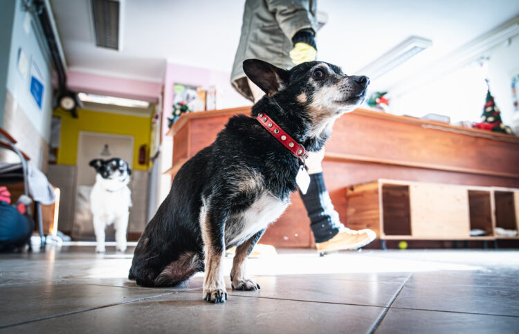 Jak przygotować dom do adopcji zwierzaka?