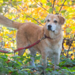 Otwarcie cmentarza wojennego na Manyłowej (fotogaleria) 38 - Polskie Radio Rzeszów Otwarcie cmentarza wojennego na Manyłowej (fotogaleria) - Polskie Radio Rzeszów