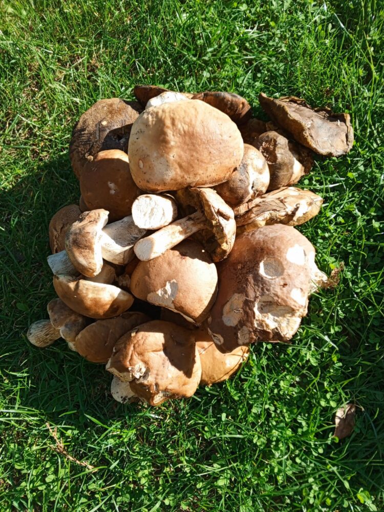 Polacy kochają grzyby od wieków