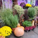 Za nami pierwszy dzień Jesiennej Giełdy Ogrodniczej w Boguchwale (zdjęcia) 37 - Polskie Radio Rzeszów Za nami pierwszy dzień Jesiennej Giełdy Ogrodniczej w Boguchwale (zdjęcia) - Polskie Radio Rzeszów