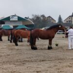 Za nami pierwszy dzień Jesiennej Giełdy Ogrodniczej w Boguchwale (zdjęcia) 21 - Polskie Radio Rzeszów Za nami pierwszy dzień Jesiennej Giełdy Ogrodniczej w Boguchwale (zdjęcia) - Polskie Radio Rzeszów