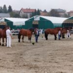 Za nami pierwszy dzień Jesiennej Giełdy Ogrodniczej w Boguchwale (zdjęcia) 22 - Polskie Radio Rzeszów Za nami pierwszy dzień Jesiennej Giełdy Ogrodniczej w Boguchwale (zdjęcia) - Polskie Radio Rzeszów