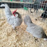 Za nami pierwszy dzień Jesiennej Giełdy Ogrodniczej w Boguchwale (zdjęcia) 17 - Polskie Radio Rzeszów Za nami pierwszy dzień Jesiennej Giełdy Ogrodniczej w Boguchwale (zdjęcia) - Polskie Radio Rzeszów