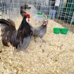 Za nami pierwszy dzień Jesiennej Giełdy Ogrodniczej w Boguchwale (zdjęcia) 15 - Polskie Radio Rzeszów Za nami pierwszy dzień Jesiennej Giełdy Ogrodniczej w Boguchwale (zdjęcia) - Polskie Radio Rzeszów