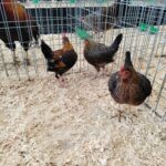 Za nami pierwszy dzień Jesiennej Giełdy Ogrodniczej w Boguchwale (zdjęcia) 16 - Polskie Radio Rzeszów Za nami pierwszy dzień Jesiennej Giełdy Ogrodniczej w Boguchwale (zdjęcia) - Polskie Radio Rzeszów