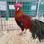 Za nami pierwszy dzień Jesiennej Giełdy Ogrodniczej w Boguchwale (zdjęcia) 14 - Polskie Radio Rzeszów Za nami pierwszy dzień Jesiennej Giełdy Ogrodniczej w Boguchwale (zdjęcia) - Polskie Radio Rzeszów