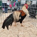 Za nami pierwszy dzień Jesiennej Giełdy Ogrodniczej w Boguchwale (zdjęcia) 9 - Polskie Radio Rzeszów Za nami pierwszy dzień Jesiennej Giełdy Ogrodniczej w Boguchwale (zdjęcia) - Polskie Radio Rzeszów