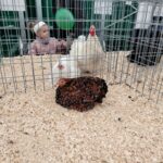 Za nami pierwszy dzień Jesiennej Giełdy Ogrodniczej w Boguchwale (zdjęcia) 8 - Polskie Radio Rzeszów Za nami pierwszy dzień Jesiennej Giełdy Ogrodniczej w Boguchwale (zdjęcia) - Polskie Radio Rzeszów