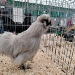 Za nami pierwszy dzień Jesiennej Giełdy Ogrodniczej w Boguchwale (zdjęcia) 11 - Polskie Radio Rzeszów Za nami pierwszy dzień Jesiennej Giełdy Ogrodniczej w Boguchwale (zdjęcia) - Polskie Radio Rzeszów