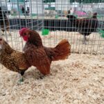 Za nami pierwszy dzień Jesiennej Giełdy Ogrodniczej w Boguchwale (zdjęcia) 12 - Polskie Radio Rzeszów Za nami pierwszy dzień Jesiennej Giełdy Ogrodniczej w Boguchwale (zdjęcia) - Polskie Radio Rzeszów