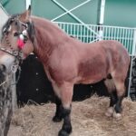 Za nami pierwszy dzień Jesiennej Giełdy Ogrodniczej w Boguchwale (zdjęcia) 7 - Polskie Radio Rzeszów Za nami pierwszy dzień Jesiennej Giełdy Ogrodniczej w Boguchwale (zdjęcia) - Polskie Radio Rzeszów