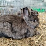 Za nami pierwszy dzień Jesiennej Giełdy Ogrodniczej w Boguchwale (zdjęcia) 6 - Polskie Radio Rzeszów Za nami pierwszy dzień Jesiennej Giełdy Ogrodniczej w Boguchwale (zdjęcia) - Polskie Radio Rzeszów