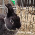 Za nami pierwszy dzień Jesiennej Giełdy Ogrodniczej w Boguchwale (zdjęcia) 5 - Polskie Radio Rzeszów Za nami pierwszy dzień Jesiennej Giełdy Ogrodniczej w Boguchwale (zdjęcia) - Polskie Radio Rzeszów