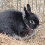 Za nami pierwszy dzień Jesiennej Giełdy Ogrodniczej w Boguchwale (zdjęcia) 33 - Polskie Radio Rzeszów Za nami pierwszy dzień Jesiennej Giełdy Ogrodniczej w Boguchwale (zdjęcia) - Polskie Radio Rzeszów