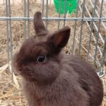 Za nami pierwszy dzień Jesiennej Giełdy Ogrodniczej w Boguchwale (zdjęcia) 34 - Polskie Radio Rzeszów Za nami pierwszy dzień Jesiennej Giełdy Ogrodniczej w Boguchwale (zdjęcia) - Polskie Radio Rzeszów