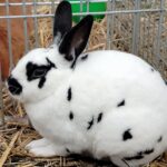 Za nami pierwszy dzień Jesiennej Giełdy Ogrodniczej w Boguchwale (zdjęcia) 36 - Polskie Radio Rzeszów Za nami pierwszy dzień Jesiennej Giełdy Ogrodniczej w Boguchwale (zdjęcia) - Polskie Radio Rzeszów