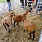 Za nami pierwszy dzień Jesiennej Giełdy Ogrodniczej w Boguchwale (zdjęcia) 4 - Polskie Radio Rzeszów Za nami pierwszy dzień Jesiennej Giełdy Ogrodniczej w Boguchwale (zdjęcia) - Polskie Radio Rzeszów