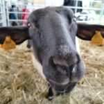 Za nami pierwszy dzień Jesiennej Giełdy Ogrodniczej w Boguchwale (zdjęcia) 2 - Polskie Radio Rzeszów Za nami pierwszy dzień Jesiennej Giełdy Ogrodniczej w Boguchwale (zdjęcia) - Polskie Radio Rzeszów