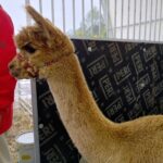 Za nami pierwszy dzień Jesiennej Giełdy Ogrodniczej w Boguchwale (zdjęcia) 3 - Polskie Radio Rzeszów Za nami pierwszy dzień Jesiennej Giełdy Ogrodniczej w Boguchwale (zdjęcia) - Polskie Radio Rzeszów