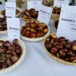 Zakończyła się Jesienna Giełda Ogrodnicza w Boguchwale (fotogaleria) 4 - Polskie Radio Rzeszów Zakończyła się Jesienna Giełda Ogrodnicza w Boguchwale (fotogaleria) - Polskie Radio Rzeszów