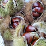 Zakończyła się Jesienna Giełda Ogrodnicza w Boguchwale (fotogaleria) 6 - Polskie Radio Rzeszów Zakończyła się Jesienna Giełda Ogrodnicza w Boguchwale (fotogaleria) - Polskie Radio Rzeszów