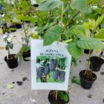 Zakończyła się Jesienna Giełda Ogrodnicza w Boguchwale (fotogaleria) 44 - Polskie Radio Rzeszów Zakończyła się Jesienna Giełda Ogrodnicza w Boguchwale (fotogaleria) - Polskie Radio Rzeszów