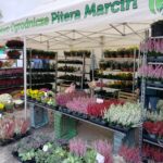 Zakończyła się Jesienna Giełda Ogrodnicza w Boguchwale (fotogaleria) 30 - Polskie Radio Rzeszów Zakończyła się Jesienna Giełda Ogrodnicza w Boguchwale (fotogaleria) - Polskie Radio Rzeszów