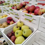 Zakończyła się Jesienna Giełda Ogrodnicza w Boguchwale (fotogaleria) 35 - Polskie Radio Rzeszów Zakończyła się Jesienna Giełda Ogrodnicza w Boguchwale (fotogaleria) - Polskie Radio Rzeszów