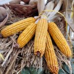 Zakończyła się Jesienna Giełda Ogrodnicza w Boguchwale (fotogaleria) 38 - Polskie Radio Rzeszów Zakończyła się Jesienna Giełda Ogrodnicza w Boguchwale (fotogaleria) - Polskie Radio Rzeszów