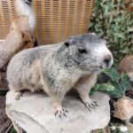 Targi Łowiectwa i Leśnictwa 2024 za nami 16 - Polskie Radio Rzeszów Targi Łowiectwa i Leśnictwa 2024 za nami - Polskie Radio Rzeszów