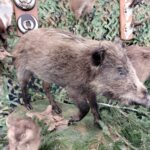 Targi Łowiectwa i Leśnictwa 2024 za nami 18 - Polskie Radio Rzeszów Targi Łowiectwa i Leśnictwa 2024 za nami - Polskie Radio Rzeszów