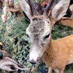 Targi Łowiectwa i Leśnictwa 2024 za nami 19 - Polskie Radio Rzeszów Targi Łowiectwa i Leśnictwa 2024 za nami - Polskie Radio Rzeszów