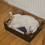 Tajemnice zdrowego żywienia psa i kota – jak karmić pupila? 4 - Polskie Radio Rzeszów Tajemnice zdrowego żywienia psa i kota – jak karmić pupila? - Polskie Radio Rzeszów