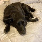 Tajemnice zdrowego żywienia psa i kota – jak karmić pupila? 5 - Polskie Radio Rzeszów Tajemnice zdrowego żywienia psa i kota – jak karmić pupila? - Polskie Radio Rzeszów