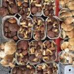 Wysyp grzybów w podkarpackich lasach 6 - Polskie Radio Rzeszów Wysyp grzybów w podkarpackich lasach - Polskie Radio Rzeszów