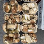 Wysyp grzybów w podkarpackich lasach 5 - Polskie Radio Rzeszów Wysyp grzybów w podkarpackich lasach - Polskie Radio Rzeszów