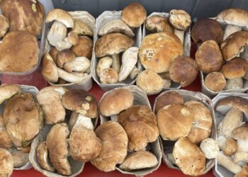 Wysyp grzybów w&nbsp;podkarpackich lasach