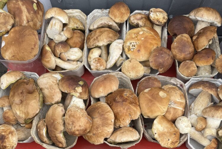 Wysyp grzybów w podkarpackich lasach