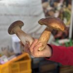 Wysyp grzybów w podkarpackich lasach 3 - Polskie Radio Rzeszów Wysyp grzybów w podkarpackich lasach - Polskie Radio Rzeszów