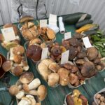 Wysyp grzybów w podkarpackich lasach 2 - Polskie Radio Rzeszów Wysyp grzybów w podkarpackich lasach - Polskie Radio Rzeszów