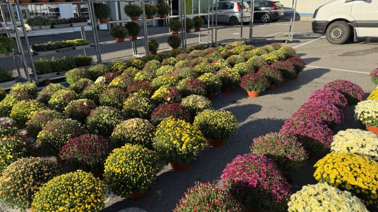 Chryzantemy już w sprzedaży