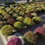 Chryzantemy już w sprzedaży 6 - Polskie Radio Rzeszów Chryzantemy już w sprzedaży - Polskie Radio Rzeszów