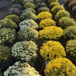 Chryzantemy już w sprzedaży 5 - Polskie Radio Rzeszów Chryzantemy już w sprzedaży - Polskie Radio Rzeszów