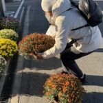 Chryzantemy już w sprzedaży 3 - Polskie Radio Rzeszów Chryzantemy już w sprzedaży - Polskie Radio Rzeszów