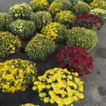 Chryzantemy już w sprzedaży 2 - Polskie Radio Rzeszów Chryzantemy już w sprzedaży - Polskie Radio Rzeszów