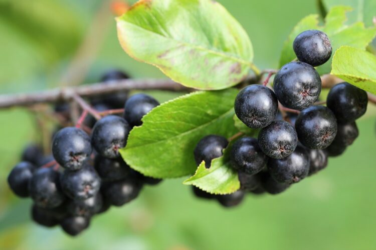 Aronia – czarne polskie złoto