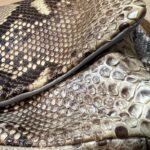 Torebka z pytona na przejściu w Medyce 2 - Polskie Radio Rzeszów Torebka z pytona na przejściu w Medyce - Polskie Radio Rzeszów